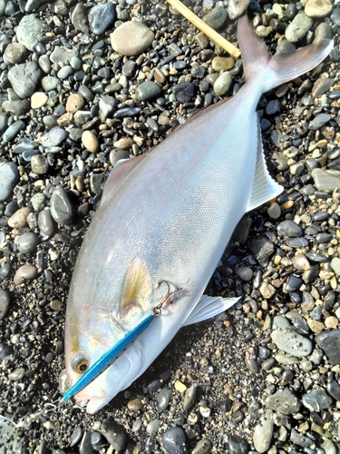 ショゴの釣果