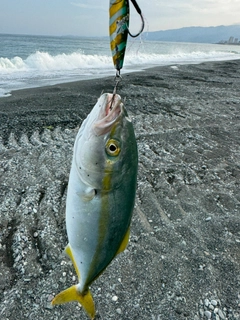 ブリの釣果