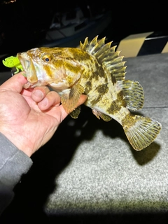 ベッコウゾイの釣果