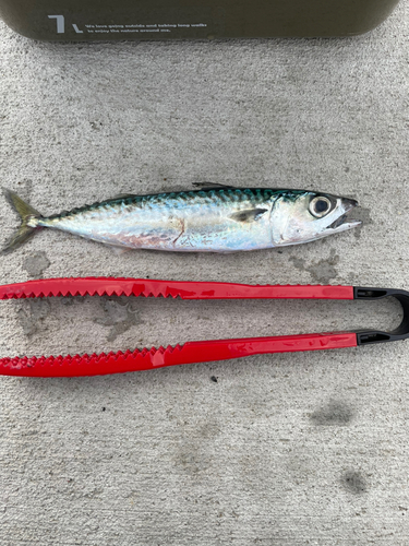 ゴマサバの釣果