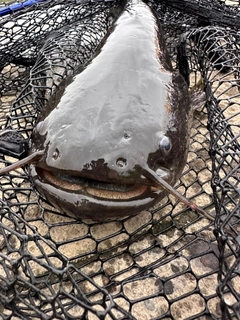 ナマズの釣果