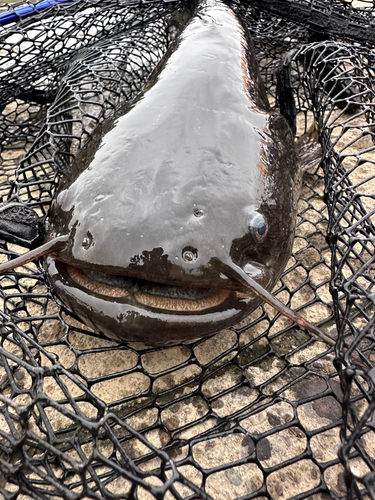 ナマズの釣果