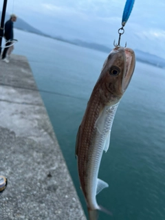 エソの釣果