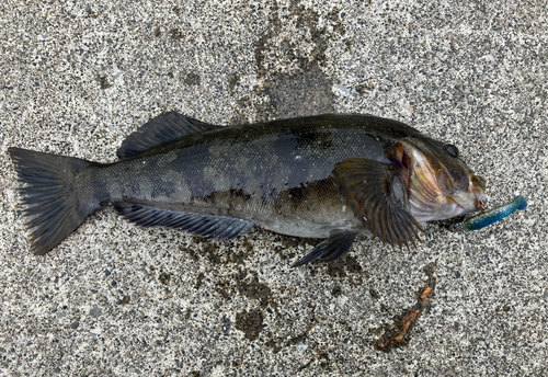 アイナメの釣果