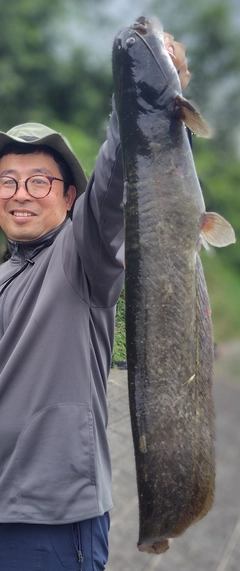 ナマズの釣果