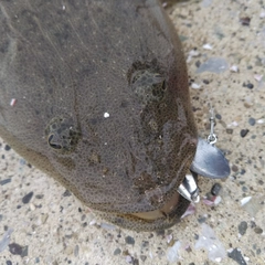 マゴチの釣果