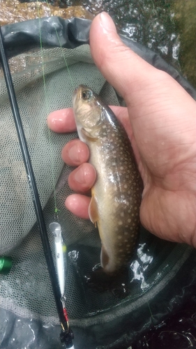 イワナの釣果