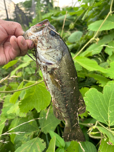 ブラックバスの釣果