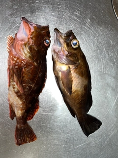 メバルの釣果