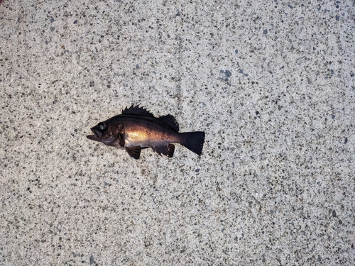 カニの釣果