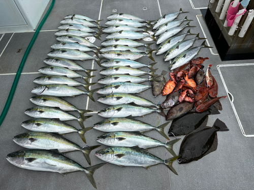 ワラサの釣果