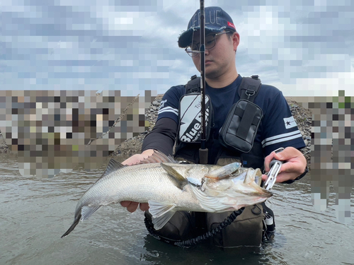 スズキの釣果