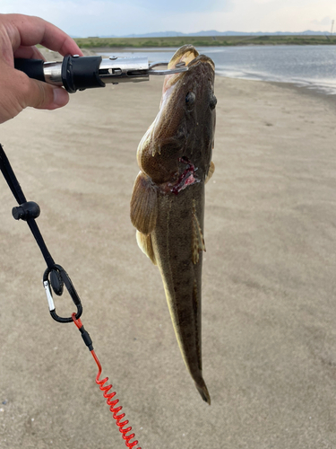 マゴチの釣果