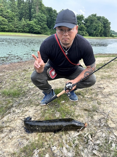 ライギョの釣果