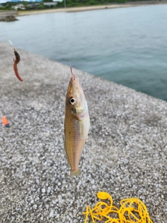 キスの釣果