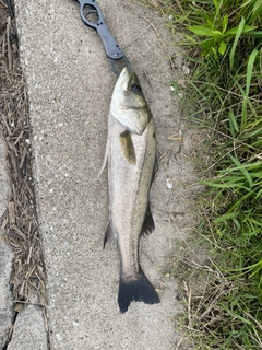 フッコ（マルスズキ）の釣果