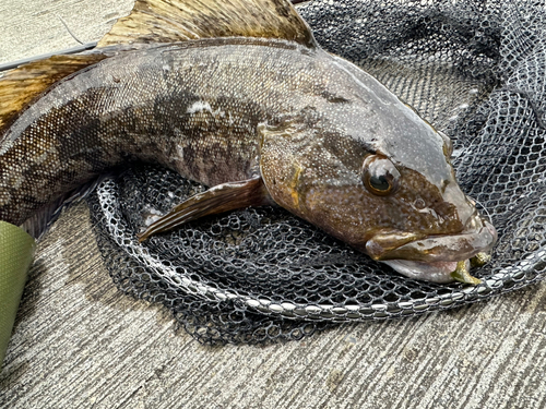 アイナメの釣果