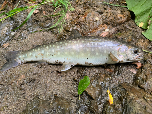 アメマスの釣果