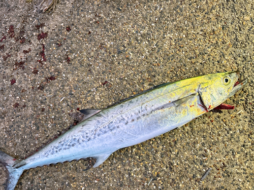 サゴシの釣果