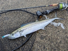 サゴシの釣果