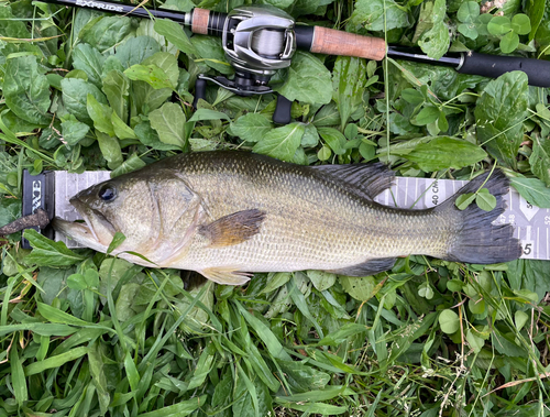 ラージマウスバスの釣果