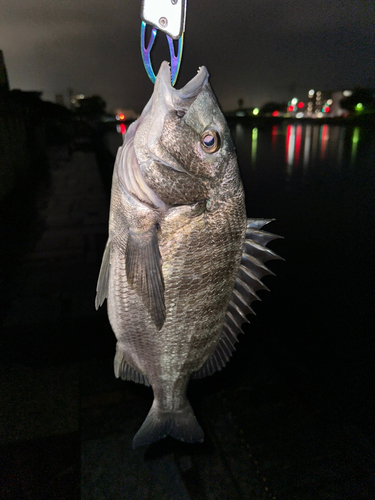 チヌの釣果