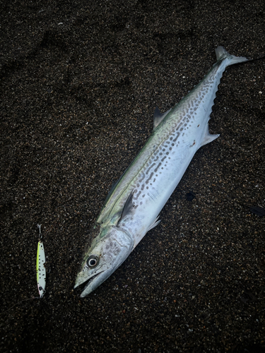 サゴシの釣果