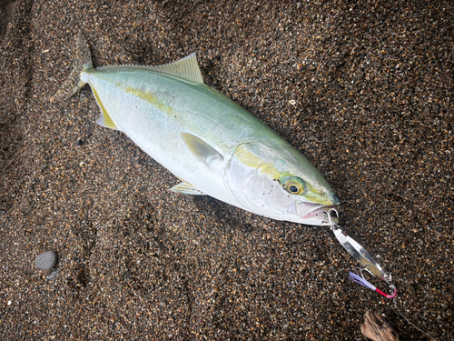 イナダの釣果