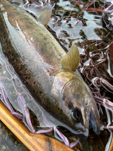 ヤマメの釣果