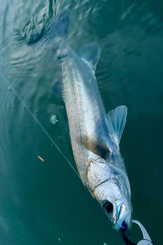 シーバスの釣果