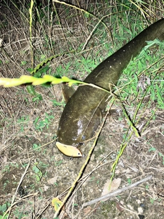 ナマズの釣果