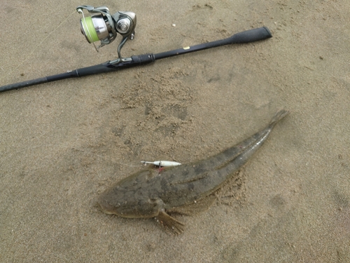 マゴチの釣果