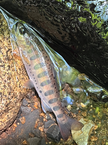 イワナの釣果