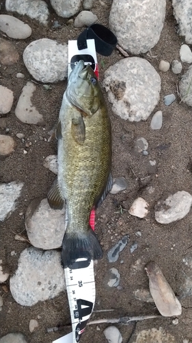 スモールマウスバスの釣果