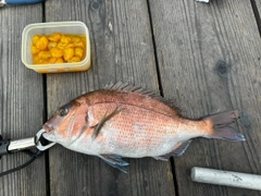 マダイの釣果