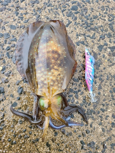 アオリイカの釣果