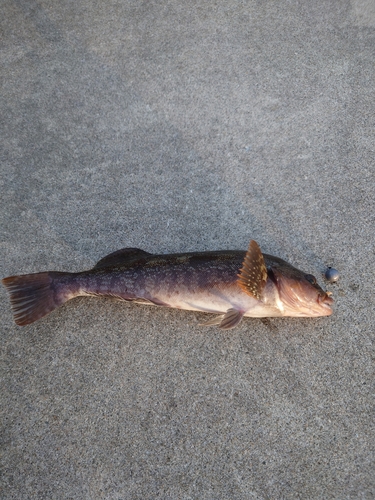 アイナメの釣果