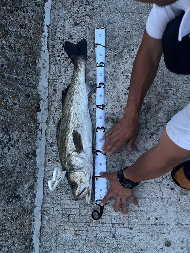 シーバスの釣果