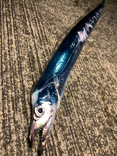 タチウオの釣果