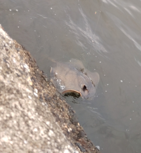 アカエイの釣果