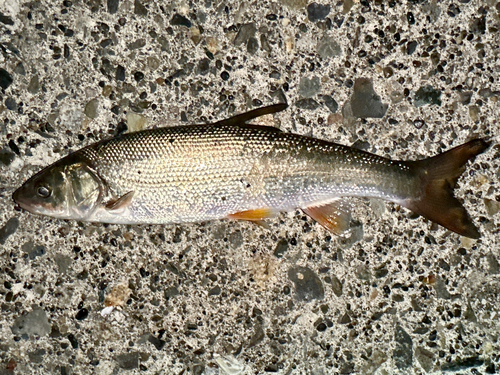 ウグイの釣果