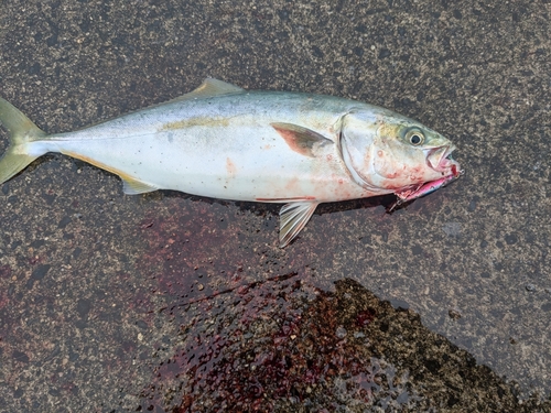 イナダの釣果