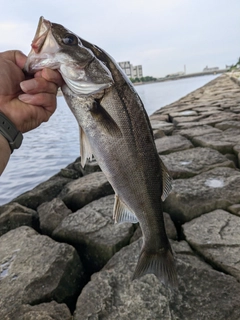 ハネ（マルスズキ）の釣果