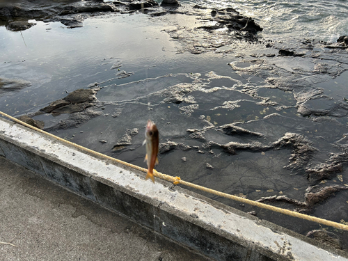 クロムツの釣果