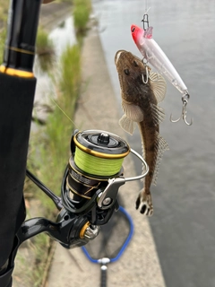 コチの釣果