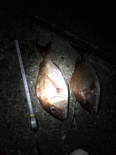 タイの釣果