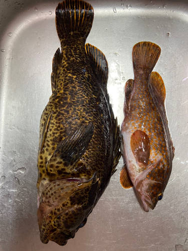 タケノコメバルの釣果