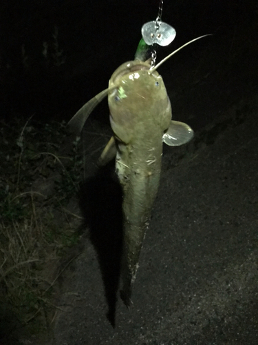 マナマズの釣果