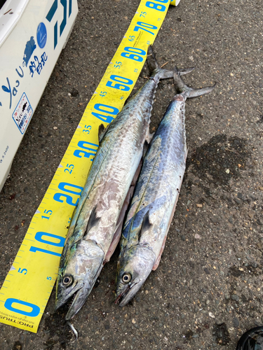 サゴシの釣果