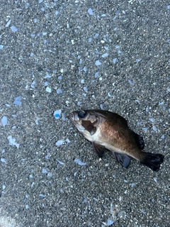 クロメバルの釣果